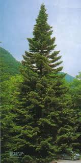 Attēlu rezultāti vaicājumam “Abies alba”