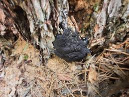 Attēlu rezultāti vaicājumam “Lindbladia tubulina”