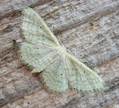 Attēlu rezultāti vaicājumam “Idaea sylvestraria”