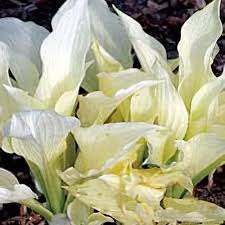 Image result for Hosta White Feather