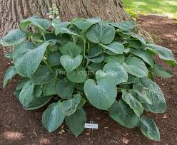 Image result for Hosta sieboldiana 'Elegans'