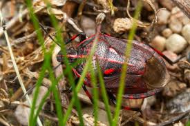 Attēlu rezultāti vaicājumam “Jalla dumosa”