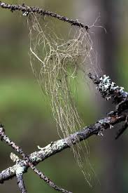 Attēlu rezultāti vaicājumam “Bryoria capillaris”