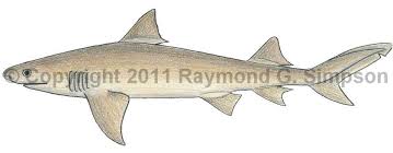 Image result for Negaprion brevirostris