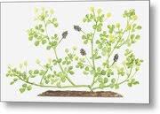 Attēlu rezultāti vaicājumam “Medicago lupulina fruit”