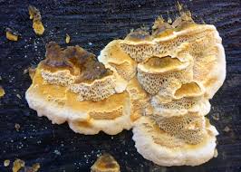 Attēlu rezultāti vaicājumam “Ceriporia viridans”