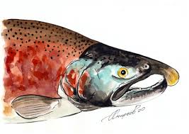 Image result for Oncorhynchus tshawytscha