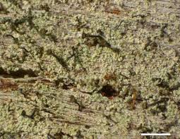 Attēlu rezultāti vaicājumam “Chaenotheca laevigata”