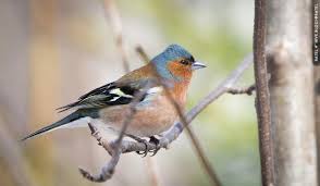 Attēlu rezultāti vaicājumam “Fringilla coelebs female”