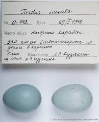 Attēlu rezultāti vaicājumam “Turdus merula eggs”