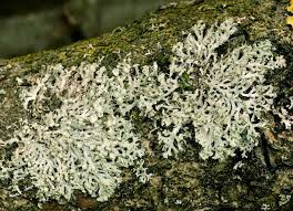 Attēlu rezultāti vaicājumam “Physcia tenella”