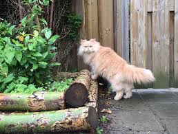 Afbeeldingsresultaat voor katten