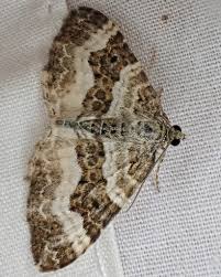 Attēlu rezultāti vaicājumam “Epirrhoe”