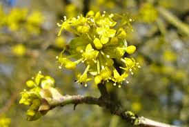 Attēlu rezultāti vaicājumam “Cornus mas flower”