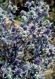 Attēlu rezultāti vaicājumam “Eryngium planum fruit”