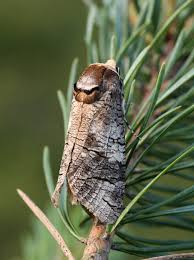 Attēlu rezultāti vaicājumam “Cossus cossus”