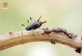 Attēlu rezultāti vaicājumam “Uroleucon hypochoeridis”