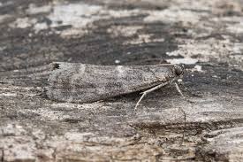 Attēlu rezultāti vaicājumam “Apomyelois bistriatella”