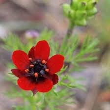 Image result for Adonis aestivalis