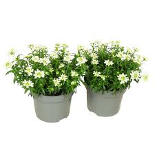 Image result for Schleifenblume