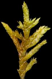 Attēlu rezultāti vaicājumam “Calliergonella cuspidata”