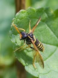 Attēlu rezultāti vaicājumam “Tenthredo scrophulariae exuvia”