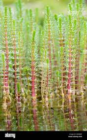 Attēlu rezultāti vaicājumam “Hippuridaceae”