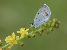 Attēlu rezultāti vaicājumam “Everes argiades”