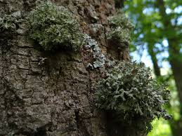 Attēlu rezultāti vaicājumam “Ramalina fastigiata”