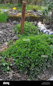 Image result for Origanum majorana