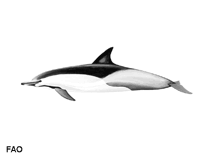 Image result for Delphinus delphis