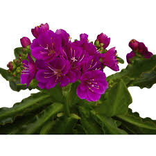 Image result for Bitterwurz