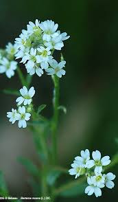 Attēlu rezultāti vaicājumam “Berteroa incana flower”
