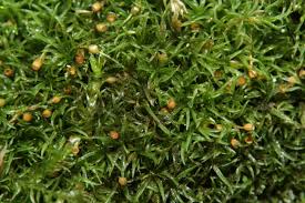 Attēlu rezultāti vaicājumam “Rhabdoweisia fugax”