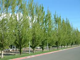 Attēlu rezultāti vaicājumam “Populus nigra Italica”