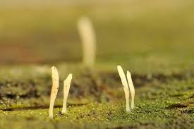 Attēlu rezultāti vaicājumam “Multiclavula mucida”