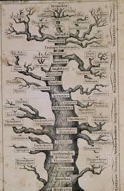Image result for Evolution Stammbaum