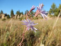 Attēlu rezultāti vaicājumam “Lactuca tatarica”