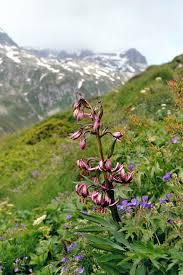 Attēlu rezultāti vaicājumam “Liliaceae”