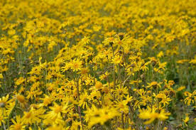 Attēlu rezultāti vaicājumam “Arnica montana”