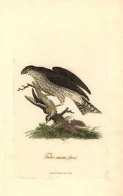 Attēlu rezultāti vaicājumam “Accipiter nisus female”