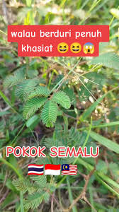 Image result for pohon semalu images