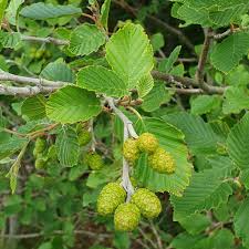 Attēlu rezultāti vaicājumam “Alnus incana leaf”