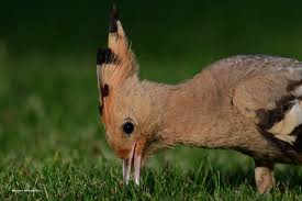 Attēlu rezultāti vaicājumam “Upupa epops”