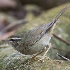 Image result for Phylloscopus schwarzi