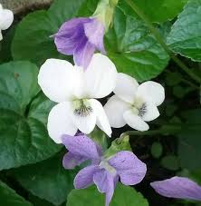 Attēlu rezultāti vaicājumam “Viola sororia flower”