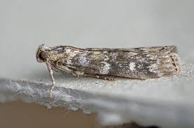 Attēlu rezultāti vaicājumam “Dioryctria abietella”