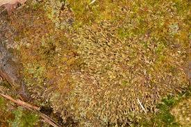 Attēlu rezultāti vaicājumam “Hypnum cupressiforme sporophyte”