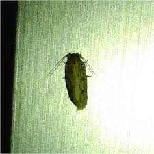 Attēlu rezultāti vaicājumam “Elachistidae”