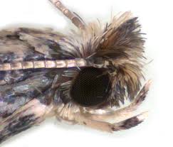 Attēlu rezultāti vaicājumam “Parornix anglicella”